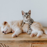 Vets in Teddington offer advice on which pets need neutering and why