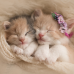 Darren Partridge explains why kittens need vaccinating early