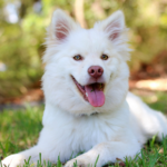 Get Alpha Vets’ quick guide to dog vaccinations