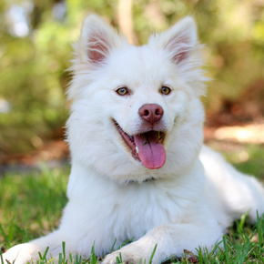 Get Alpha Vets’ quick guide to dog vaccinations