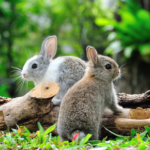 Why annual vaccinations for rabbits in Greater London are vital