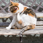 Darren shares tips for preventing and getting rid of cat fleas