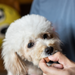 Protect your dog from worms with Claygate Vets’ 3-step guide