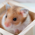 Vets in East Molesey talk mites, lice, and other parasites on small furry pets