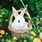 Rabbits at risk in Claygate gardens this spring
