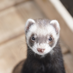 Ferrets in season – make a plan now with Molesey Vets