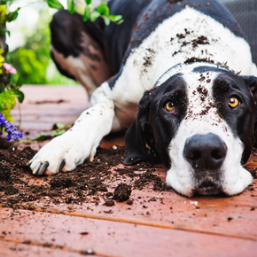 Darren warns pet owners about spring poisons in the home and garden