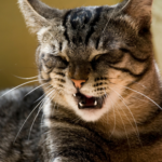 Good news for cats in Greater London with hay fever