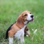 Darren describes common dog allergies that can flare up spring