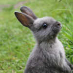 Does my rabbit have hay fever?