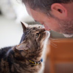 Top tips for adopting an older cat in Surrey