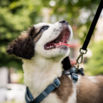 Vet Nurses in Claygate share their go-to puppy care tips