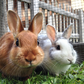 Why two rabbits are better than one