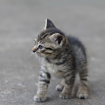 Why you shouldn’t let kittens outside too early in  Claygate