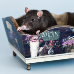 Celebrate World Rat Day with some pet rat facts from Molesey Vets