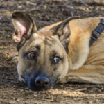 Alpha Vets have tips for dealing with anxiety in dogs