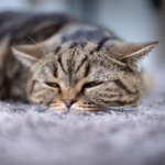 Vomiting in pets – what to do when it happens