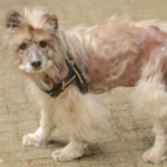 Darren gives advice on why dogs get alopecia