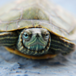 Get Darren’s Turtle Tutorial and home care tips