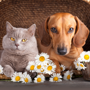 Why pet insurance is a wise investment for pets in Surrey