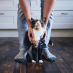 Alpha Vets has the purrrfect guide for your cat’s holiday sitter