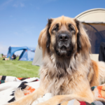 Vet Darren shares some dos and don’ts for your dog friendly UK holiday