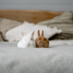 Get Alpha Vets’ tips for choosing rabbit care for your trip