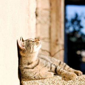 Vet Darren has advice for cat owners about heatstroke