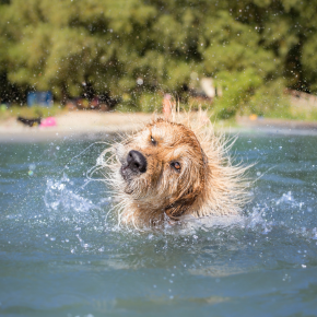 Dos and Don’ts for your dog when it’s hot in Surrey