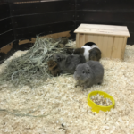 Get Claygate Vets’ tips for keeping small furries safe from flystrike