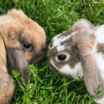 Vets in East Molesey explain why rabbit neutering is wise