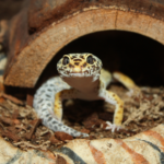 How a hot Surrey summer could affect your pet lizard