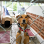 Molesey Vets have this advice about non-microchipped pets