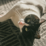 Feline heatstroke advice from Vet Darren