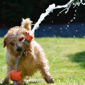 Summer in Surrey – how to keep your dog safe