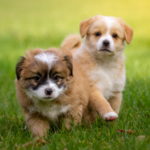 Molesey Vets’ guide to puppy neutering
