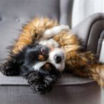 Molesey Vets: Keeping your dog safe during firework season