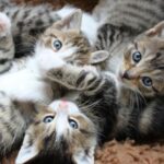 Read Darren’s advice on why kittens should not have kittens