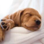 Alpha Vets’ guide to puppy neutering