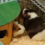 Symptoms and warning signs your small furry pet could be expecting!