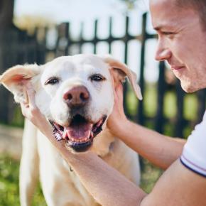 7 tips for keeping your dog healthy over summer