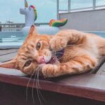 Summer cat care for owners in Surrey