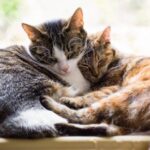 Our Vet shares important considerations for multi-cat homes