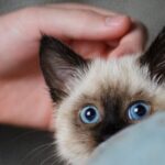 Firework advice for cat owners in Greater London