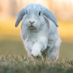 Alpha Vets’ top tips for rabbit owners