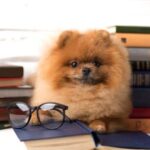 How clever is your dog? Claygate Vets can help you find out