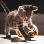 The ultimate test for your cat from our team at Molesey Veterinary Centre