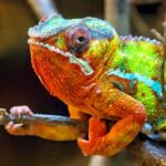 Celebrating World Lizard Day at Molesey Vets with some fun facts