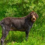 Our Vet discusses the benefits of weight monitoring and body condition scoring