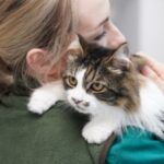 Mandatory Microchipping for cats in Surrey